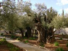11. Старезні маслини Гефсиманського саду